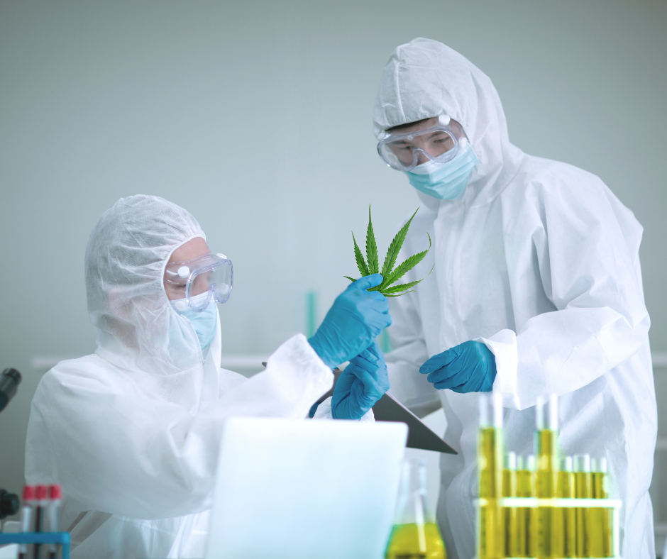 Health Canada Cannabis Research License Changes