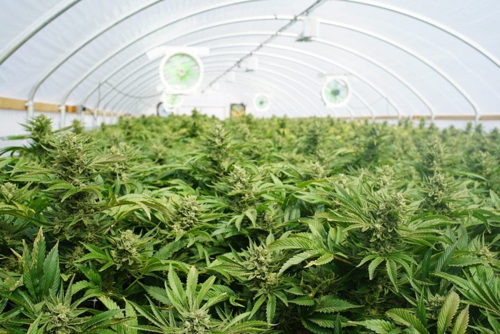 A cannabis grow operation greenhouse
