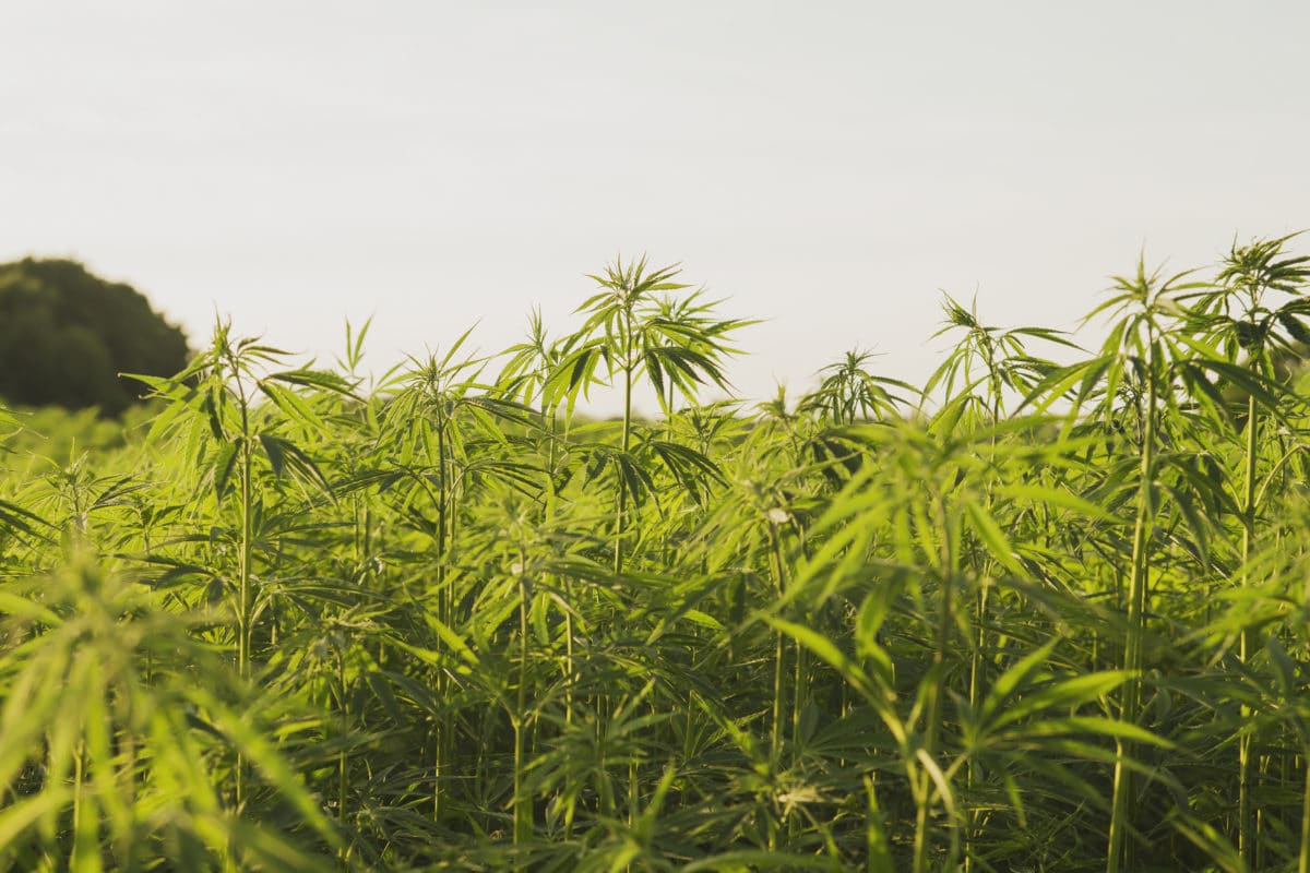 Industrial hemp or cannabis farm plantation