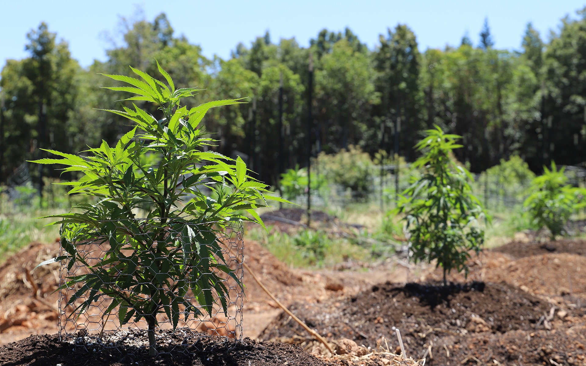 Outdoor Cannabis Cultivation Considerations