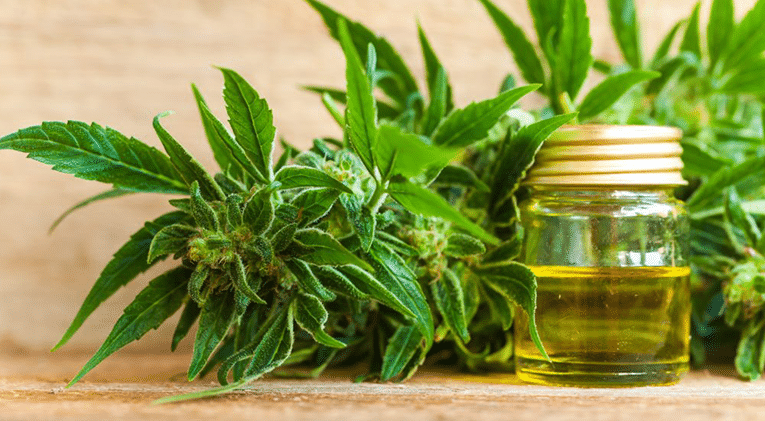 Cannabis GMP Certification