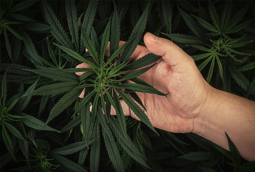 Montana Cannabis License Types
