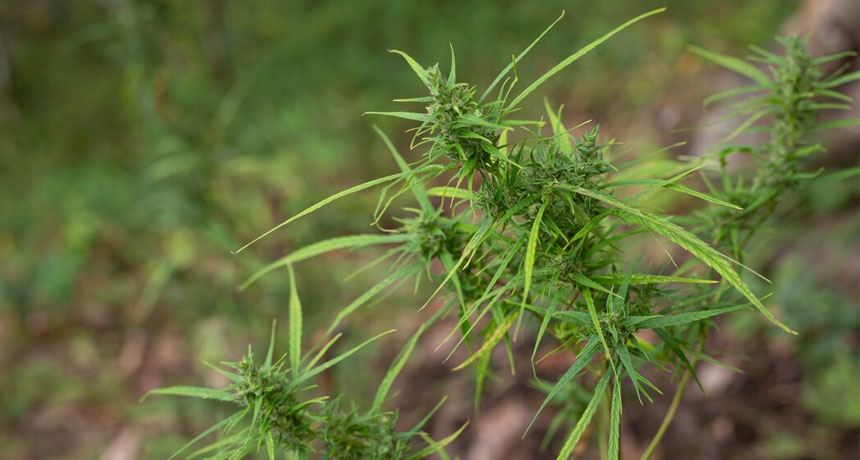 Vermont Cannabis License Types
