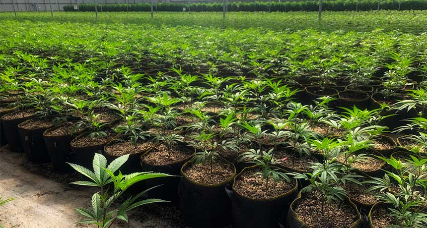 Virginia Cannabis Business Climate