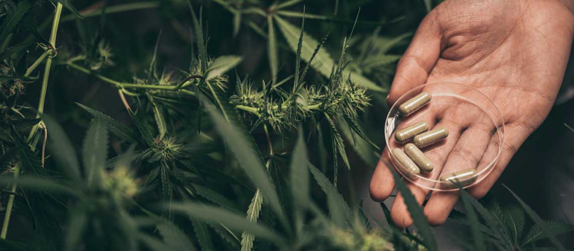 New Mexico Cannabis News