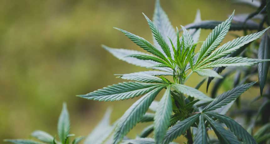 Colorado Cannabis License