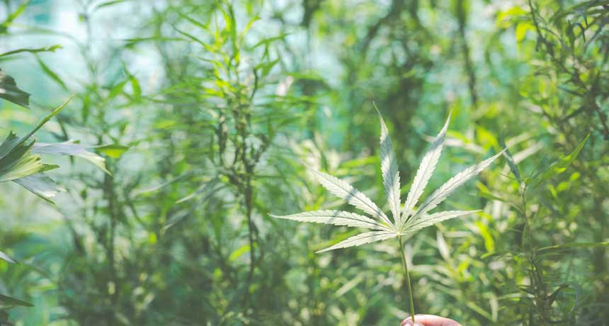 cannabis license in florida