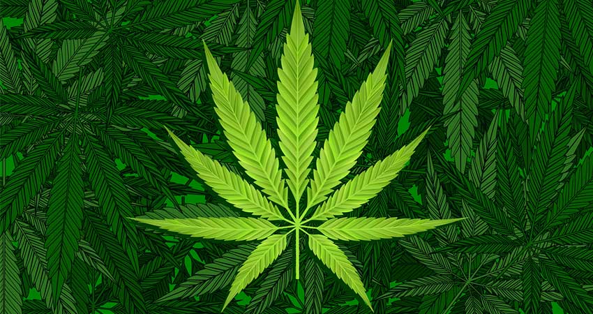 Idaho Cannabis License Landscape
