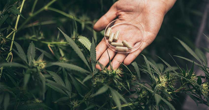 New Brunswick Farmgate cannabis