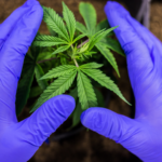 medical cannabis importing Australia