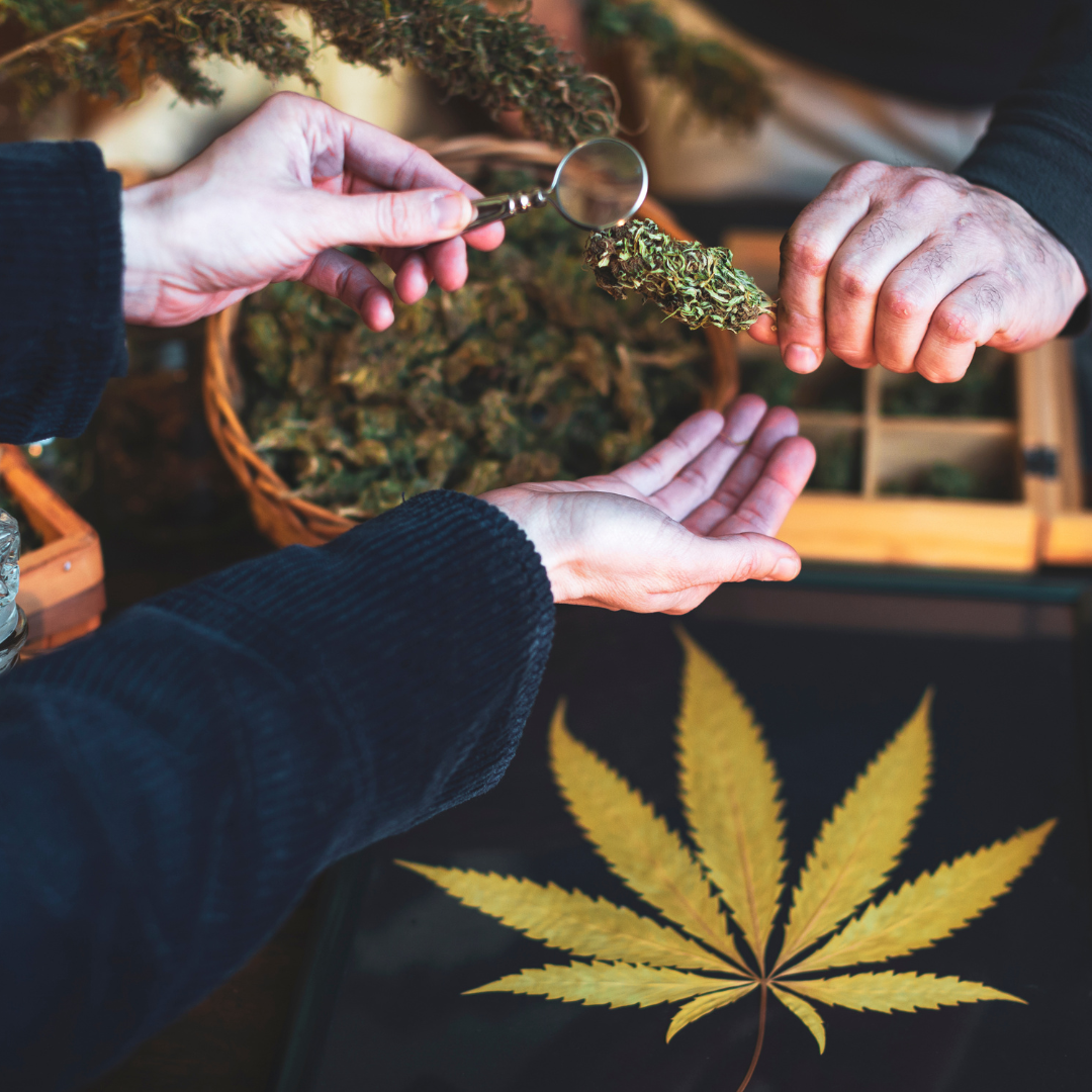Get ready for the New York dispensary license application process with our comprehensive guide. Learn about requirements, regulations, and steps to secure your spot in the growing cannabis market.