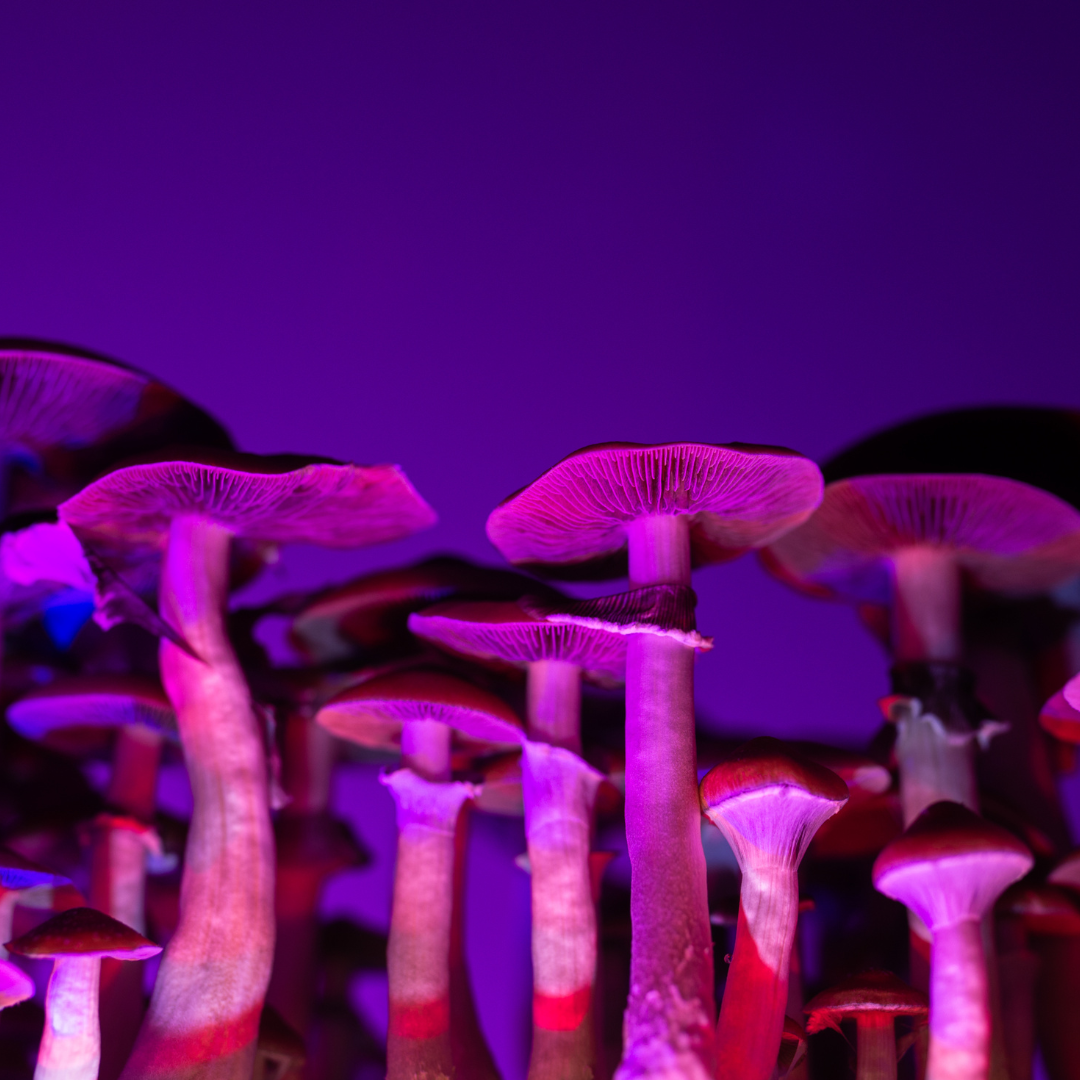 Whether you're a curious individual considering psychedelic therapy for mental health issues or an adventurer looking to explore the boundaries of consciousness, understanding the legal options available is essential. Join us as we delve into the world of legal psychedelic havens and unlock the possibilities they offer.