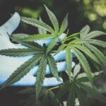 Cannabis and hemp license reporting