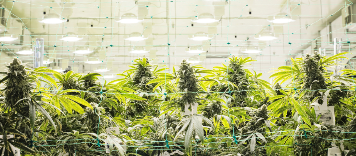 medical cannabis cultivation in cannabis