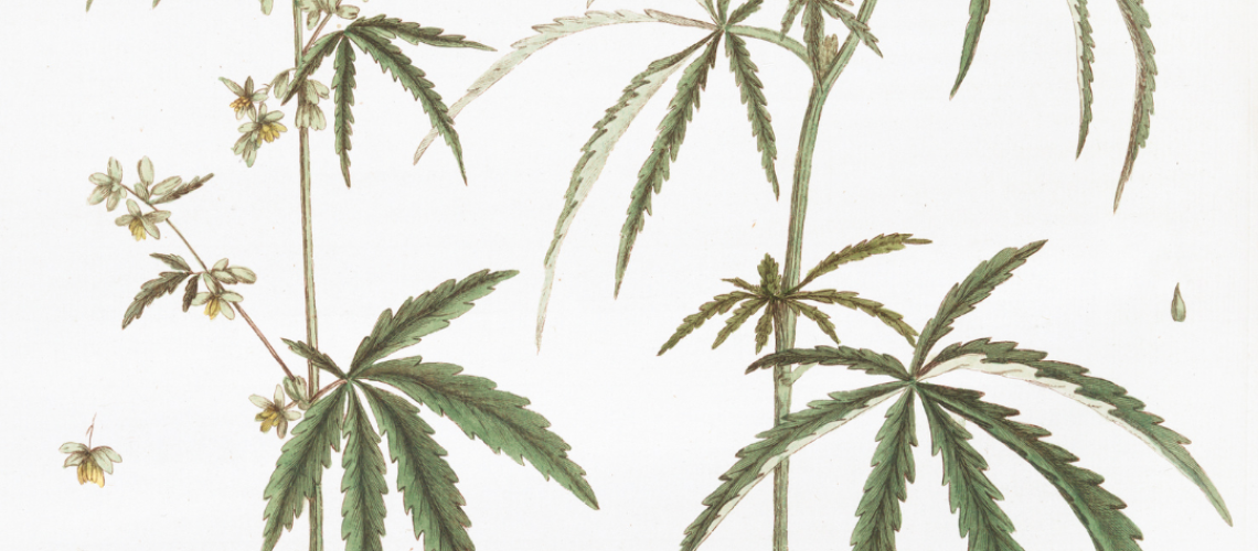 cannabis licensing cannabis consultants