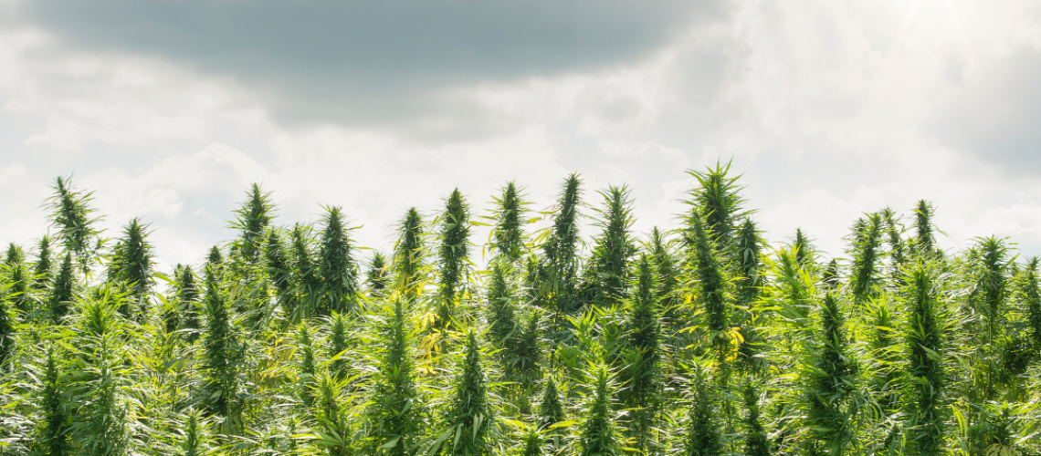 Cannabis and Social Equity: Bridging Gaps in the Industry