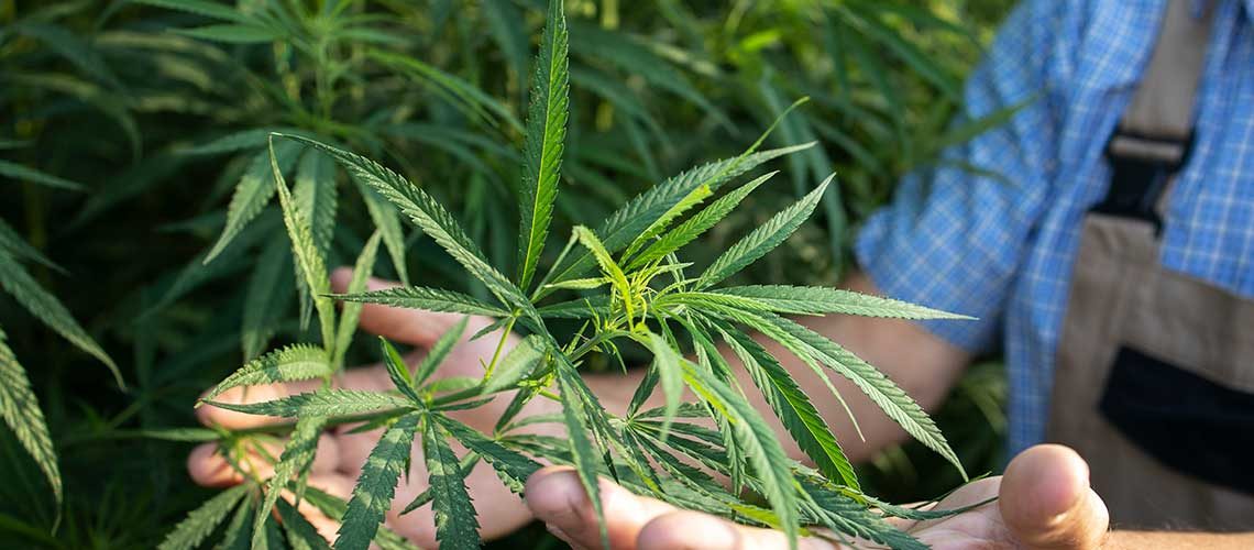 cannabis-cultivation