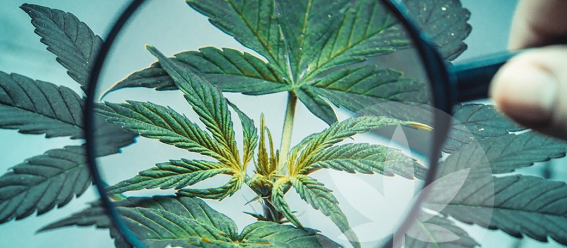 hempfocus-banner
