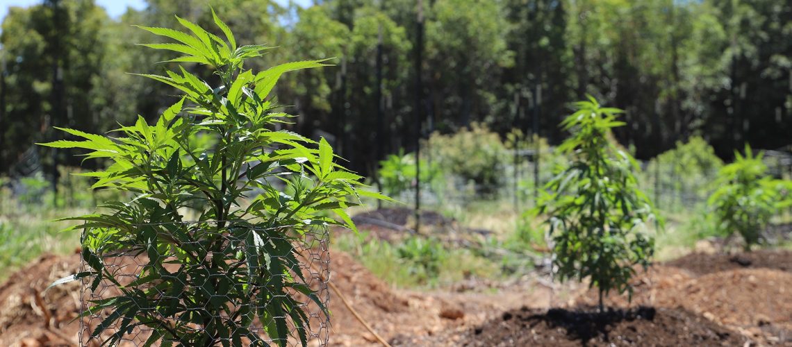 how-to-grow-marijuana-outdoors-2