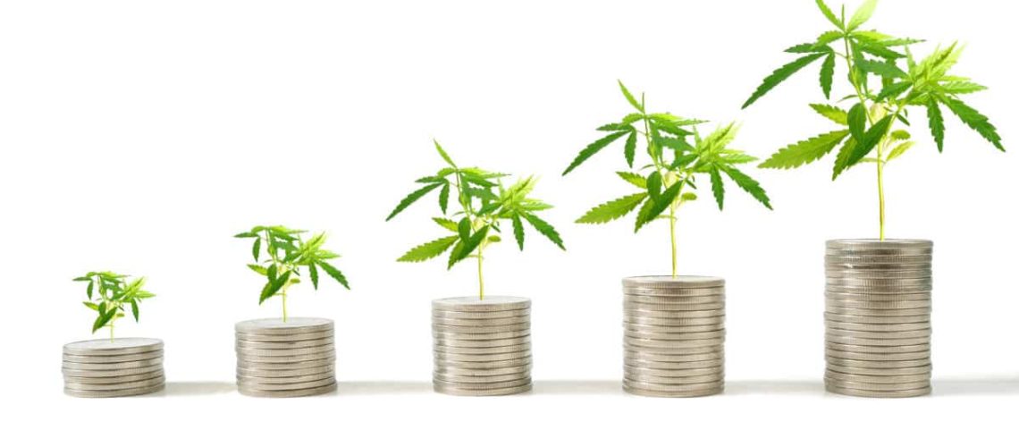Marijuana plants growing on stacks of coins isolated on white background. Marijuana growing business concept.
