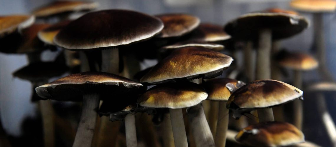 DENVER, CO - MAY 19: Mazatec psilocybin mushrooms ready for harvest in their growing tubs May 19, 2019 in Denver, Colorado. (Photo by Joe Amon/MediaNews Group/The Denver Post via Getty Images)